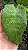 CALATÉIA MOSAICO ou Calathea Musaica Network (Goeppertia kegeljanii ‘Network’) - Pote 17 - Imagem 1
