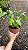 CALATÉIA MOSAICO ou Calathea Musaica Network (Goeppertia kegeljanii ‘Network’) - Pote 17 - Imagem 9