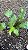CALATÉIA MOSAICO ou Calathea Musaica Network (Goeppertia kegeljanii ‘Network’) - Pote 17 - Imagem 8
