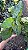 CALATÉIA MOSAICO ou Calathea Musaica Network (Goeppertia kegeljanii ‘Network’) - Pote 17 - Imagem 5