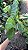 CALATÉIA MOSAICO ou Calathea Musaica Network (Goeppertia kegeljanii ‘Network’) - Pote 17 - Imagem 6