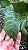 CALATÉIA MOSAICO ou Calathea Musaica Network (Goeppertia kegeljanii ‘Network’) - Pote 17 - Imagem 3