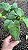 CALATÉIA MOSAICO ou Calathea Musaica Network (Goeppertia kegeljanii ‘Network’) - Pote 17 - Imagem 4