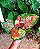 AGLAONEMA TRICOLOR (Aglaonema 'Anyamanee Tricolor') - Pote 12 - Imagem 2