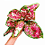 AGLAONEMA TRICOLOR (Aglaonema 'Anyamanee Tricolor') - Pote 12 - Imagem 1