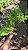SAMAMBAIA CANELA DE EMA (Selaginella umbrosa) - Pote 11 - Imagem 6