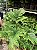 SAMAMBAIA CANELA DE EMA (Selaginella umbrosa) - Pote 11 - Imagem 8