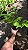 SAMAMBAIA CANELA DE EMA (Selaginella umbrosa) - Pote 11 - Imagem 7