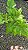 SAMAMBAIA CANELA DE EMA (Selaginella umbrosa) - Pote 11 - Imagem 4