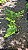 SAMAMBAIA CANELA DE EMA (Selaginella umbrosa) - Pote 11 - Imagem 5