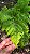 SAMAMBAIA CANELA DE EMA (Selaginella umbrosa) - Pote 11 - Imagem 1