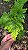 SAMAMBAIA CANELA DE EMA (Selaginella umbrosa) - Pote 11 - Imagem 2
