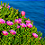 CHORÃO DAS PRAIAS (Carpobrotus edulis) - Pote 6 - Imagem 2
