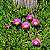 CHORÃO DAS PRAIAS (Carpobrotus edulis) - Pote 6 - Imagem 4