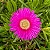 CHORÃO DAS PRAIAS (Carpobrotus edulis) - Pote 6 - Imagem 1