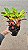 CRÓTON ICETON (Codiaeum variegatum 'Iceton') - Pote 15 - Imagem 3