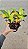 CRÓTON ICETON (Codiaeum variegatum 'Iceton') - Pote 15 - Imagem 7