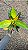 CRÓTON ICETON (Codiaeum variegatum 'Iceton') - Pote 15 - Imagem 6