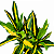 CRÓTON GOLD (Codiaeum variegatum) - Pote 11 - Imagem 1
