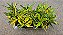 CRÓTON GOLD (Codiaeum variegatum) - Pote 11 - Imagem 4