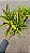 CRÓTON GOLD (Codiaeum variegatum) - Pote 11 - Imagem 3