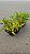 CRÓTON GOLD (Codiaeum variegatum) - Pote 11 - Imagem 5