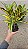 CRÓTON GOLD (Codiaeum variegatum) - Pote 11 - Imagem 2