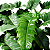 FILODENDRO JACARÉ (Thaumatophyllum bipinnatifidum 'Narrow') - Pote 14 - Imagem 2