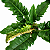 FILODENDRO JACARÉ (Thaumatophyllum bipinnatifidum 'Narrow') - Pote 14 - Imagem 1