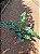 FILODENDRO JACARÉ (Thaumatophyllum bipinnatifidum 'Narrow') - Pote 14 - Imagem 4