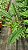 FILODENDRO JACARÉ (Thaumatophyllum bipinnatifidum 'Narrow') - Pote 14 - Imagem 3