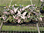 SINGÔNIO PINK SPLASH (Syngonium podophyllum 'Pink Splash') - Pote 11 - Imagem 2