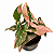 SINGÔNIO PINK SPLASH (Syngonium podophyllum 'Pink Splash') - Pote 11 - Imagem 1