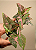 SINGÔNIO PINK SPLASH (Syngonium podophyllum 'Pink Splash') - Pote 11 - Imagem 3