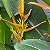HELICONIA AMARELA (Heliconia aemygdiana) - Muda com até 1,20m - Imagem 1