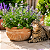 ERVA DE GATO (Nepeta cataria) - Pote 15 com até 40 cm - Imagem 1