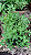 ERVA DE GATO (Nepeta cataria) - Pote 15 com até 40 cm - Imagem 3