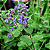 ERVA DE GATO (Nepeta cataria) - Pote 15 com até 40 cm - Imagem 2