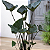 Colocasia Tea Cup - Muda com até 70 cm - Imagem 1