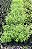 POEJO (Mentha pulegium) - Muda com até 20 cm - Imagem 2