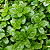 POEJO (Mentha pulegium) - Muda com até 20 cm - Imagem 1