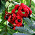 BRINCO DE ÍNDIO (Cojoba arborea) - Muda com até 80 cm - Imagem 1