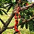 BRINCO DE ÍNDIO (Cojoba arborea) - Muda com até 80 cm - Imagem 5