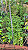 ARATICUM SALSICHA (Meiogyne cylindrocarpa) - Muda com até 60 cm - Imagem 4