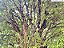JABUTICABA DE CABINHO (Plinia peruviana) - Muda com até 40 cm - Imagem 10