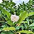 JASMIM CAFÉ (Tabernaemontana divaricata) - Muda com até 40 cm - Imagem 5