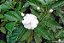 JASMIM CAFÉ (Tabernaemontana divaricata) - Muda com até 40 cm - Imagem 7