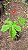 JATRÓFA (Jatropha podagrica) - Muda com até 60 cm - Imagem 3