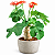 JATRÓFA (Jatropha podagrica) - Muda com até 60 cm - Imagem 1