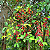 COCÃO (Erythroxylum argentinum) - Muda com até 80 cm - Imagem 2